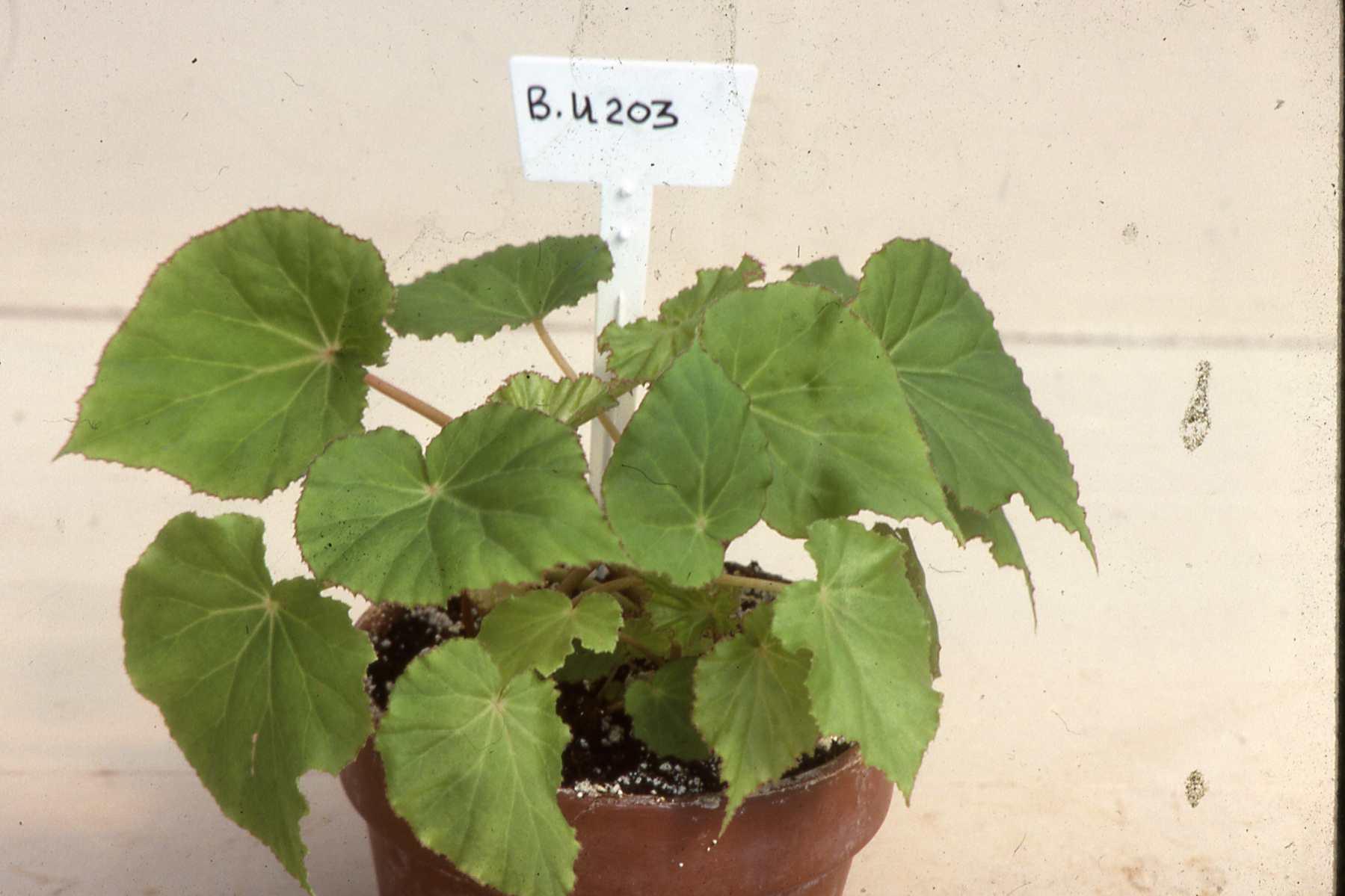 B. U203